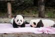 Two baby pandas on a pink blanket at the Panda Base in Chengdu, China