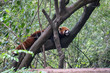 Red panda resting in a tree
