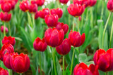 Fototapeta Tulipany - Colorful tulips in the flower garden,Tulip field.