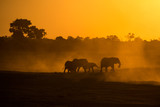 Fototapeta Sawanna - Elephants silhouette at the chobe national park