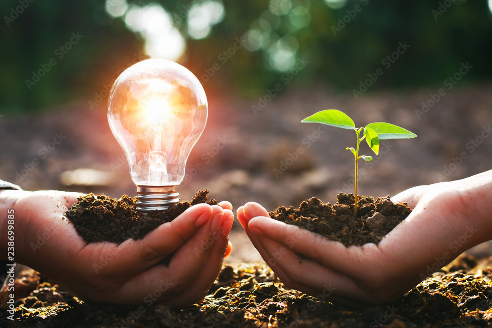 hand holding lightbulb with small tree. concept energy power in nature - obrazy, fototapety, plakaty 