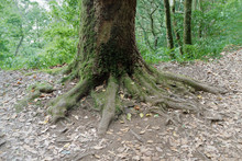 Tree Trunk With A Roots In The Ground