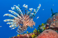 Lionfish In The Bahamas