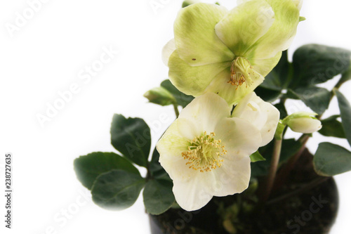 Fotografía Hellebore or Christmas rose isolated on white background