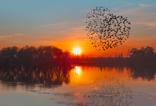 Birds Silhouettes Flying Above The Lake Against Sunset 