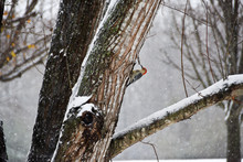 Red Bellied Wood Pecker In The Snow