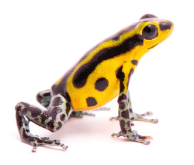 poison dart frog, an amphibain with vibrant yelllow. tropical poisonous rain forest animal, oophaga 