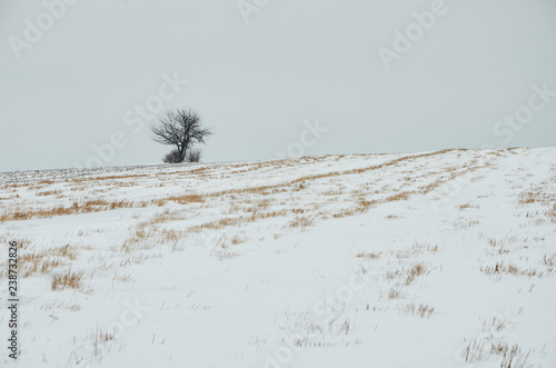 Fotografie, Obraz Solitude, snow field alone tree on the horizon of life nature is background cata