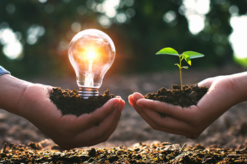 concept clean energy in nature. hand holding light bulb and small tree with sunrise