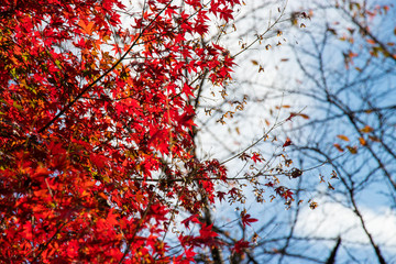 Wall Mural - Takatsudo Gorges wrapped in autumn leaves / Takatsudo Gorges is a valley in Takatsudo Omama-machi, Midori-city, Gunma Prefecture, Japan.