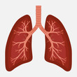 human lung anatomy diagram. illness respiratory cancer
