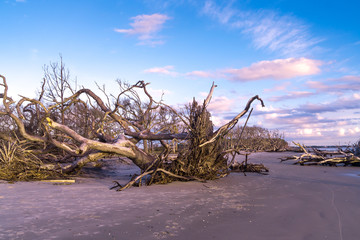 Wall Mural - Driftwood Beach in Georgia