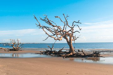 Wall Mural - Driftwood Beach in Georgia