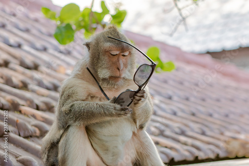 Fotografia, Obraz Monkey Trying to Figure Out the Use of a Pair of Sunglasses