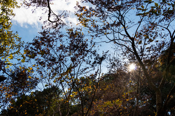 Wall Mural - Takatsudo Gorges wrapped in autumn leaves / Takatsudo Gorges is a valley in Takatsudo Omama-machi, Midori-city, Gunma Prefecture, Japan.