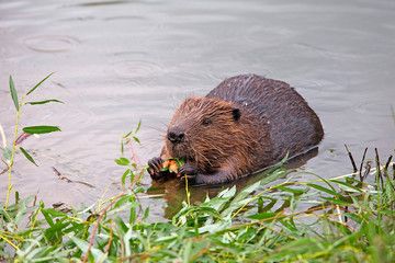 funny brown american beaver (genus castor) sits on the shore of the pond and eats food