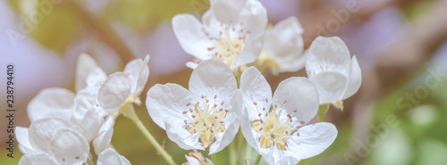 banner spring flowers on branches of a pear tree