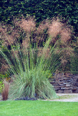 Wall Mural - Stipa Gigantea