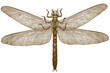 engraving illustration of dragonfly meganeura