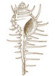 engraving  illustration of shell Murex troscheli