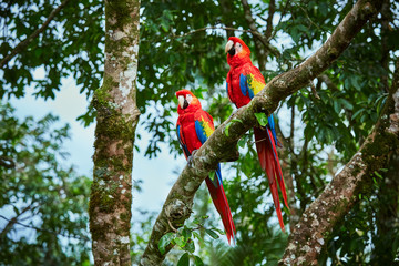 Pair of big Scarlet Macaws, Ara macao, two birds sitting on the branch. Pair of macaw parrots in Costa Rica. Love scene from fain forest.