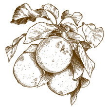 Engraving Three Apples On Branch