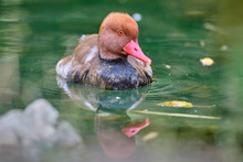 Redhead Duck Swimming In The Water(Aythya Americana)