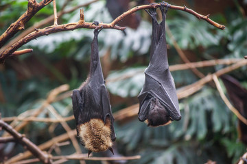 bat in zoo in Argentina Teimaiken