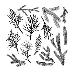 Set of pine tree branches. Hand drawn Christmas and winter decorative elements.