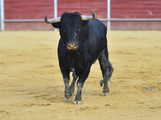 bull in spain