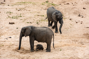 Elephants family with cute baby