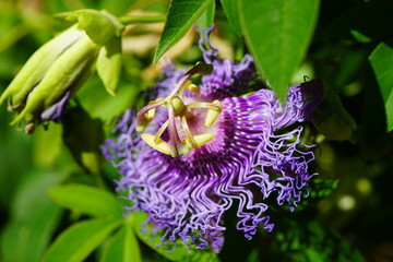 Wall Mural - Purple and white flower of the passiflora caerulea vine