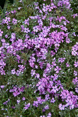 Sticker - Phlox Purple Beauty