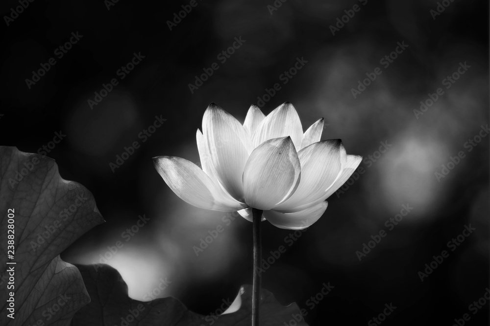  white lotus flower blooming - obrazy, fototapety, plakaty 