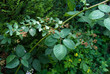 Rubus - Mure Geante