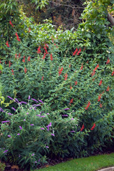 Wall Mural - Salvia Elegans - Sauge Ananas