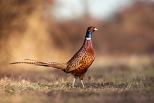Male Common Pheasant, Phasianus Colchicus, In Spring Evening Light Walking In Meadow With Blurred Background In Golden Hour And Vivid Contrast Bright Colors Detailed Close Up.