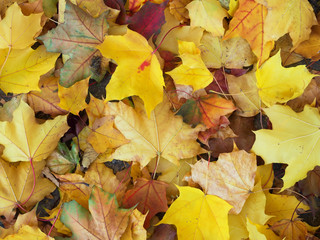 Wall Mural - autumn leaves on the ground