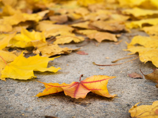 Canvas Print - fallen leafs on the ground