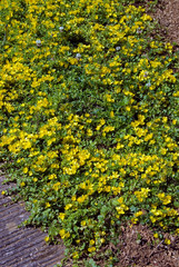 Canvas Print - Lysimachia Nummularia