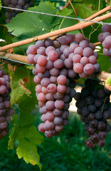 Sticker - Vitis - Raisin Chasselas Violet