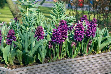 Hyacinthus Woodstock - Jacinthe