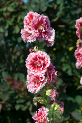 Canvas Print - Alcea Fiesta Time