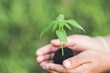 Farmer Holding a Cannabis Plant, Farmers are planting marijuana seedlings.