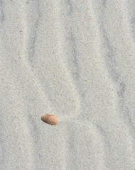 Wall Mural - Shell in sand - Atlantic Coast 1