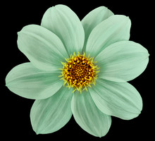 Green Flower Dahlia Isolated On Black Background. For Design. Closeup. Nature.