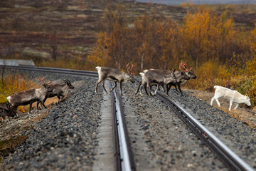 norwegian deer crosses the railway