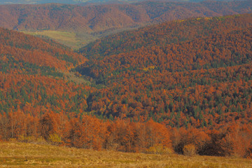 Red colors of beech forest in autumn. Bieszczady Mountains. Poland