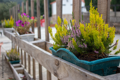 Green Grass And Blooming Flowers In Flower Pots On Fence Flower
