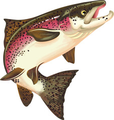 Salmon Fish Illustration